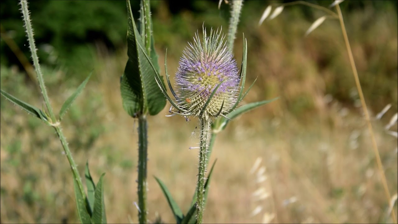 La Cardère sauvage