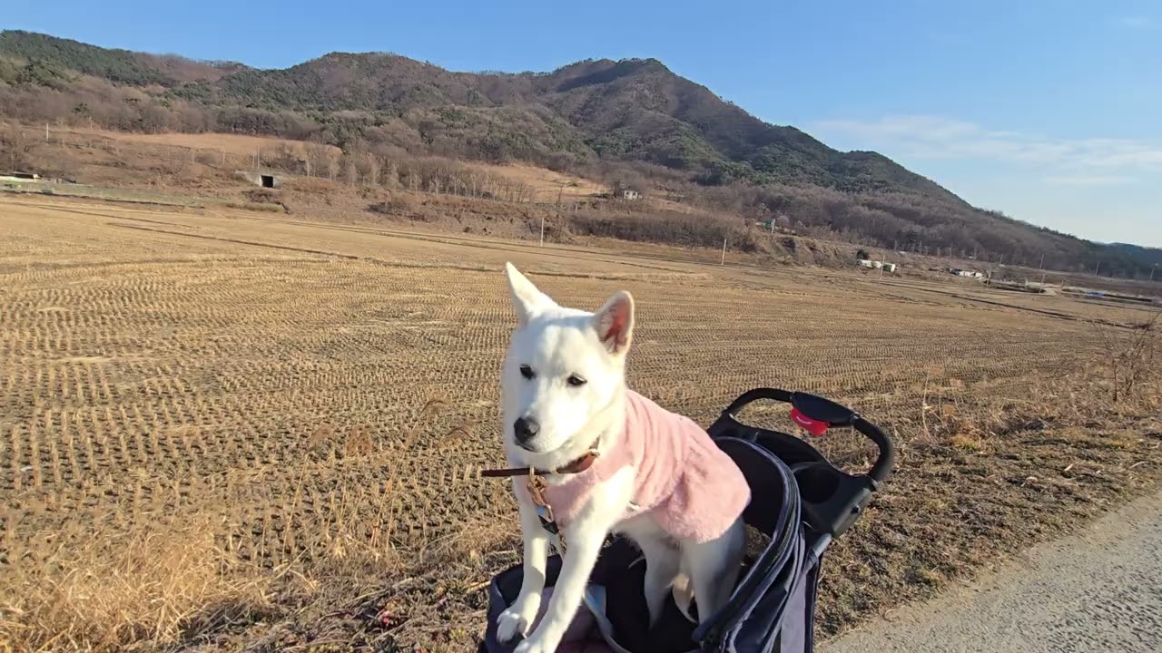 시골 강아지 주리아 &설화산 ~♡#korea #시고르자브종 #반려견 