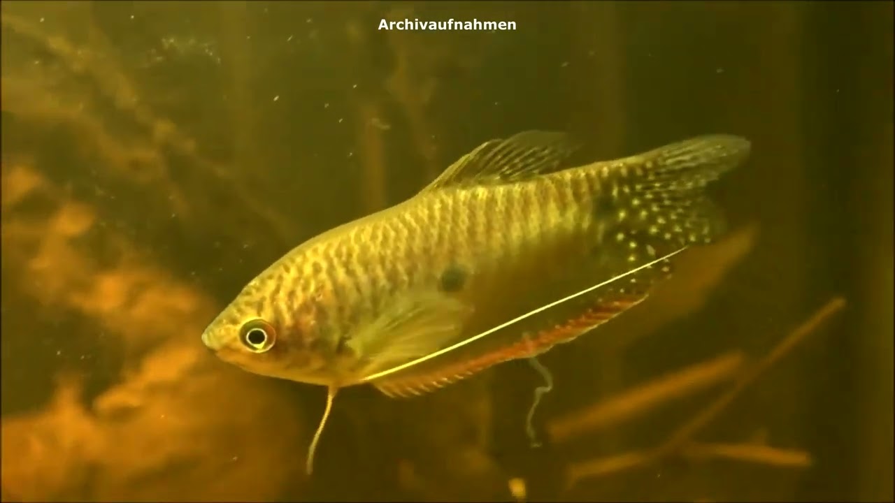 Punktierter Fadenfisch, Trichopodus trichopterus