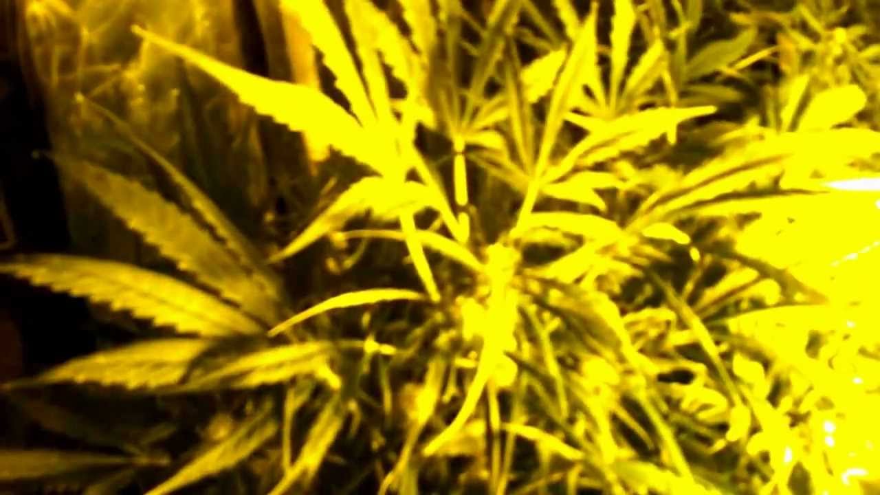 Dutch Passion Think Different Legal indoor MMJ grow - Day 55 of 95
