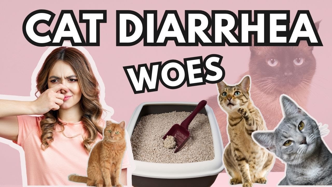 Cat Diarrhea: Causes and Solutions