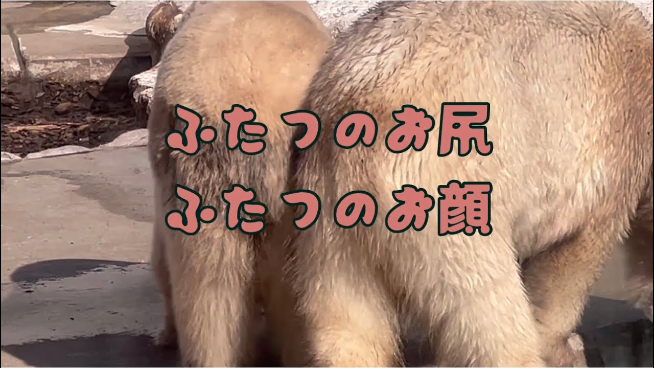 ひっつき虫フブキwユキから離れたくない♡男鹿水族館GAOのホッキョクグマʕ•ᴥ•ʔ親子