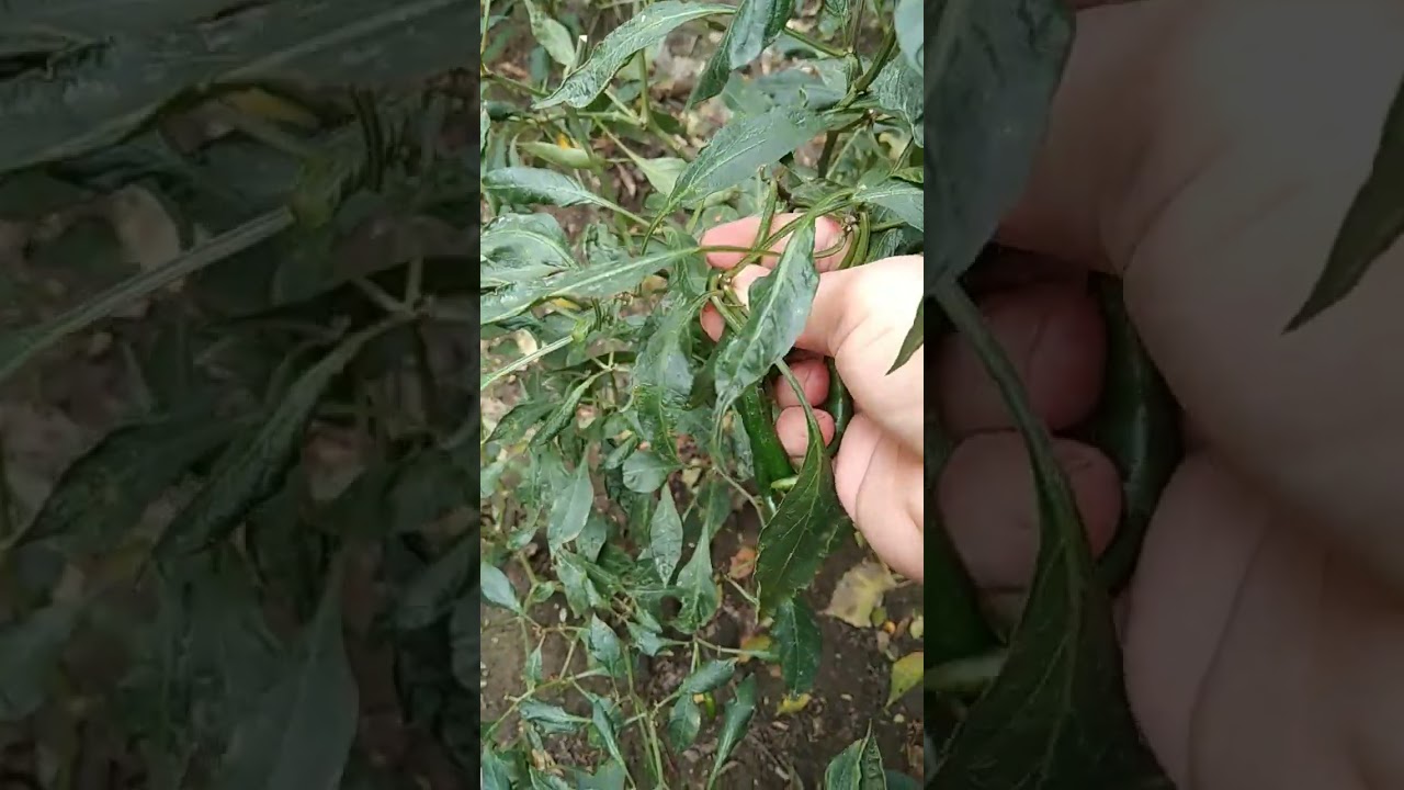 Harvesting Green Chillies 🌱 Harvest Chillies