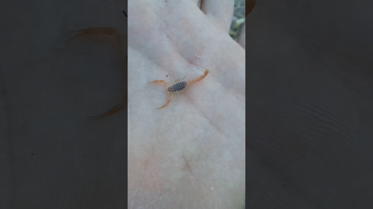 Hottentotta Tamulus 🦂 #scorpion #bug