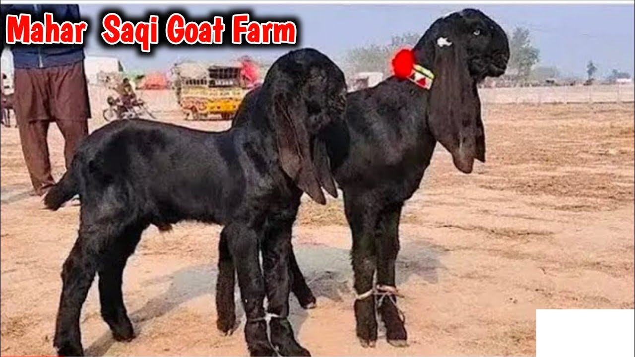 Bakra Mandi Sahiwal ki Update top Kaye bareedar ceut Bachy |Mahar Saqi Goat Farm