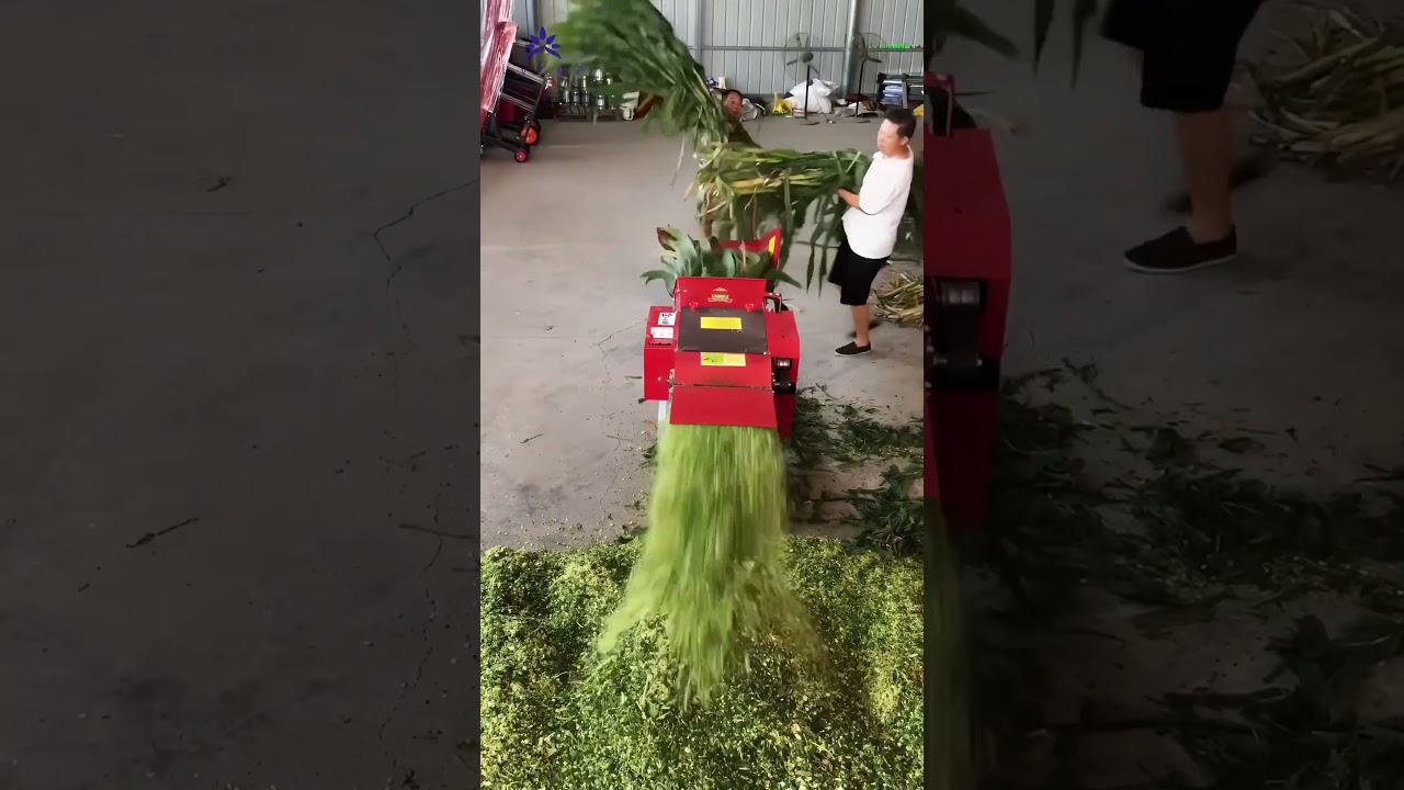 High-Speed Chaff Cutter Demo: Turning Corn Stalks into Premium Feed in Seconds! #livestockfeed