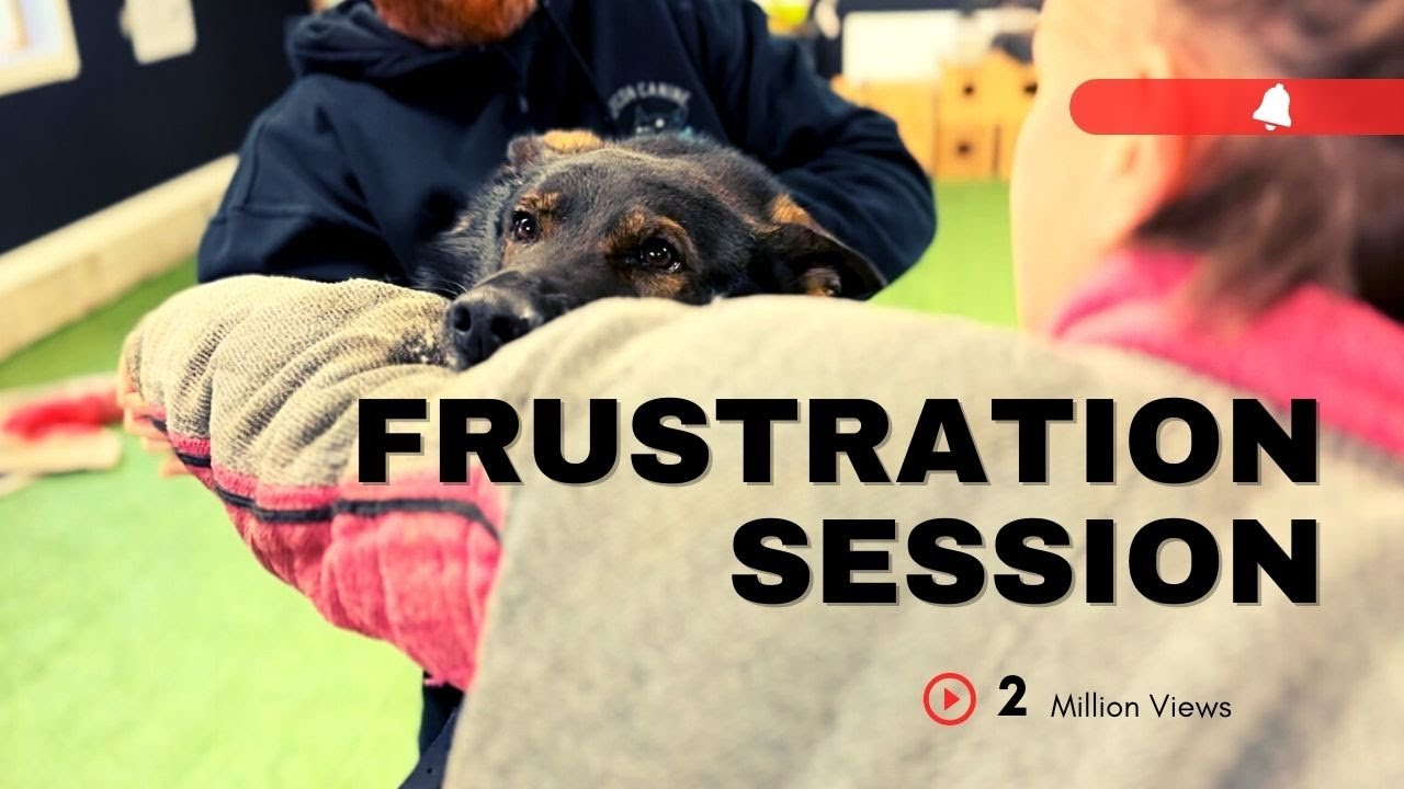 &ldquo;Dirtying Up&rdquo; this German Shepherd in Bite Work