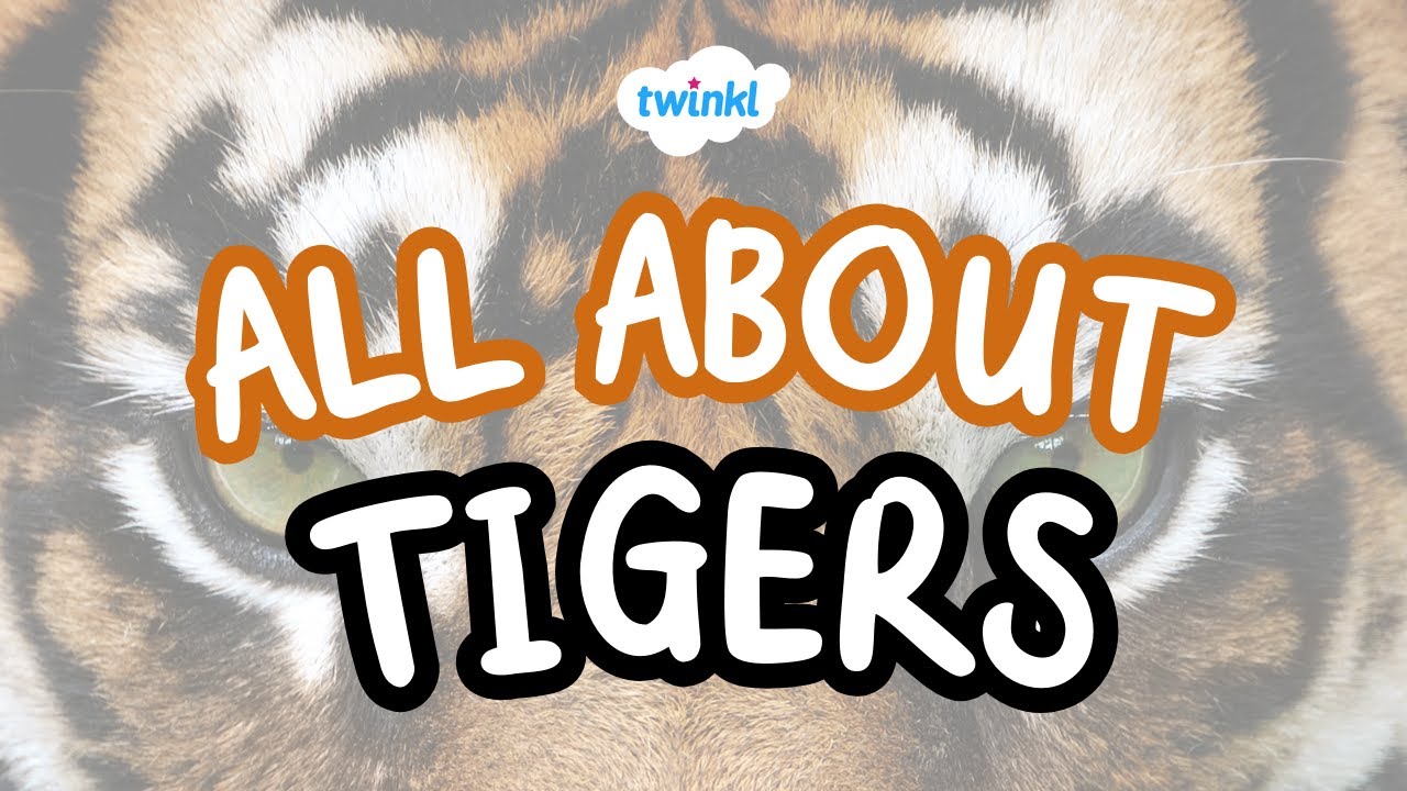 🐅 Tiger Facts for Kids | Fun Facts About Tigers | Twinkl USA