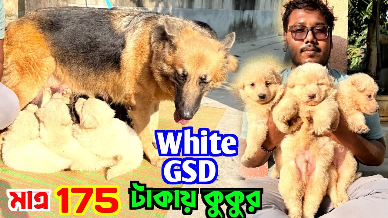 মাত্র 175 টাকায় কুকুর কিনুন! White German Shepherd Puppies. Dog Market in Kolkata Price.