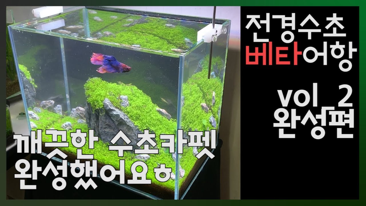 [전경수초 베타어항] vol.2 완성하기 #어항꾸미기 #완성본 #aquascape