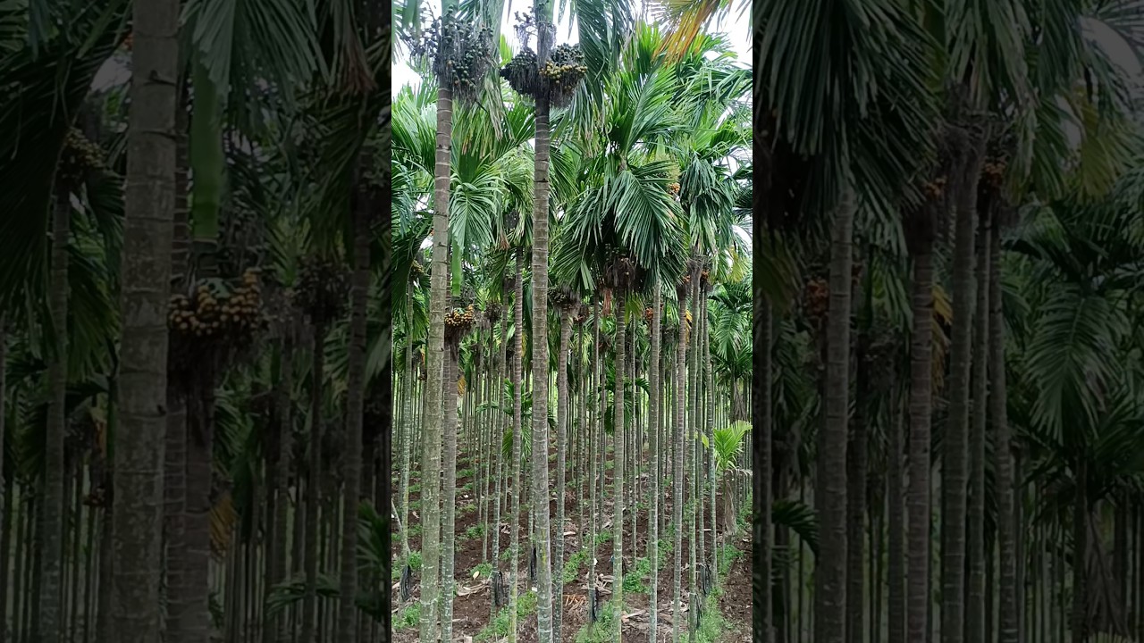#arecanut #agriculture #viral #video #farmer #shorts #betelnut