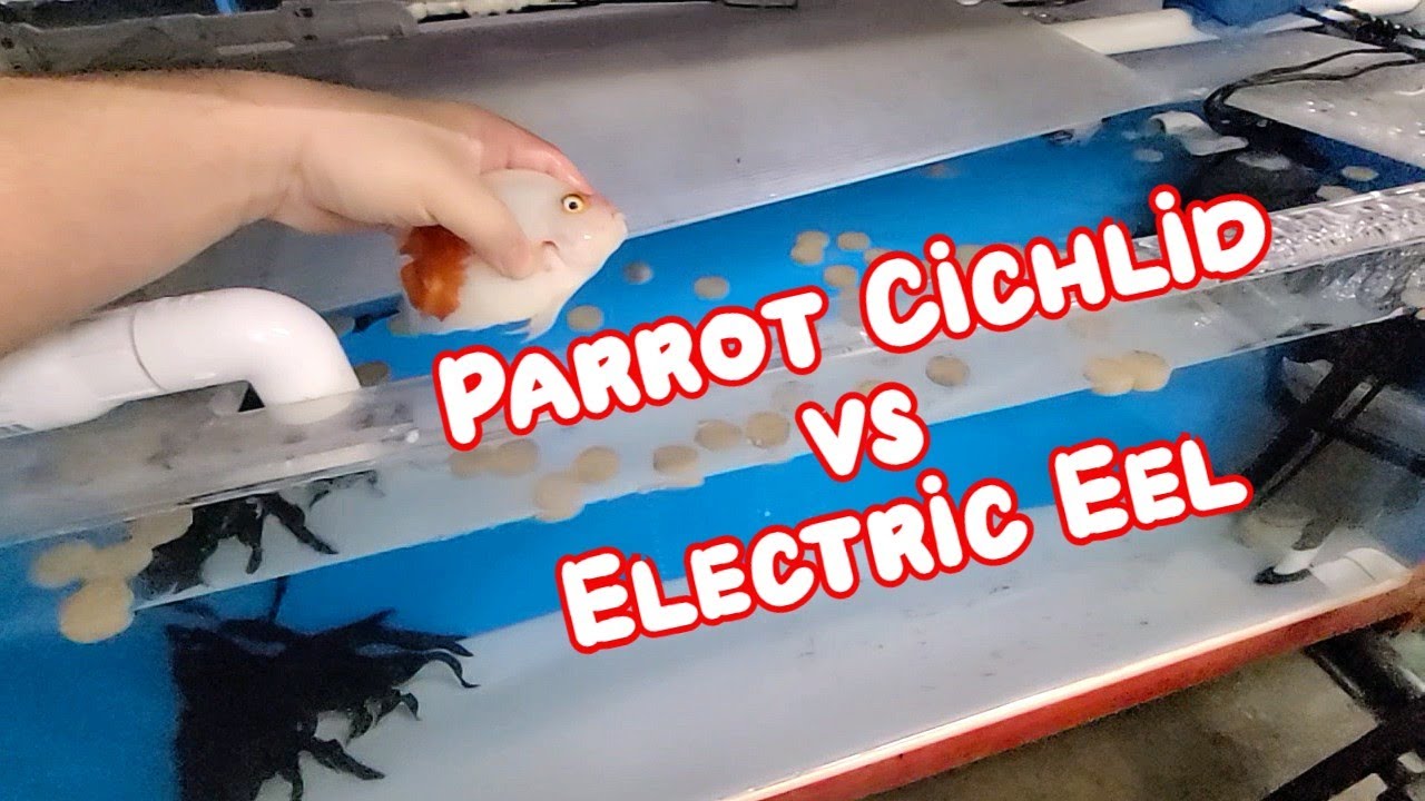 ELECTRIC EEL - Learning their behavior by Trial and Error