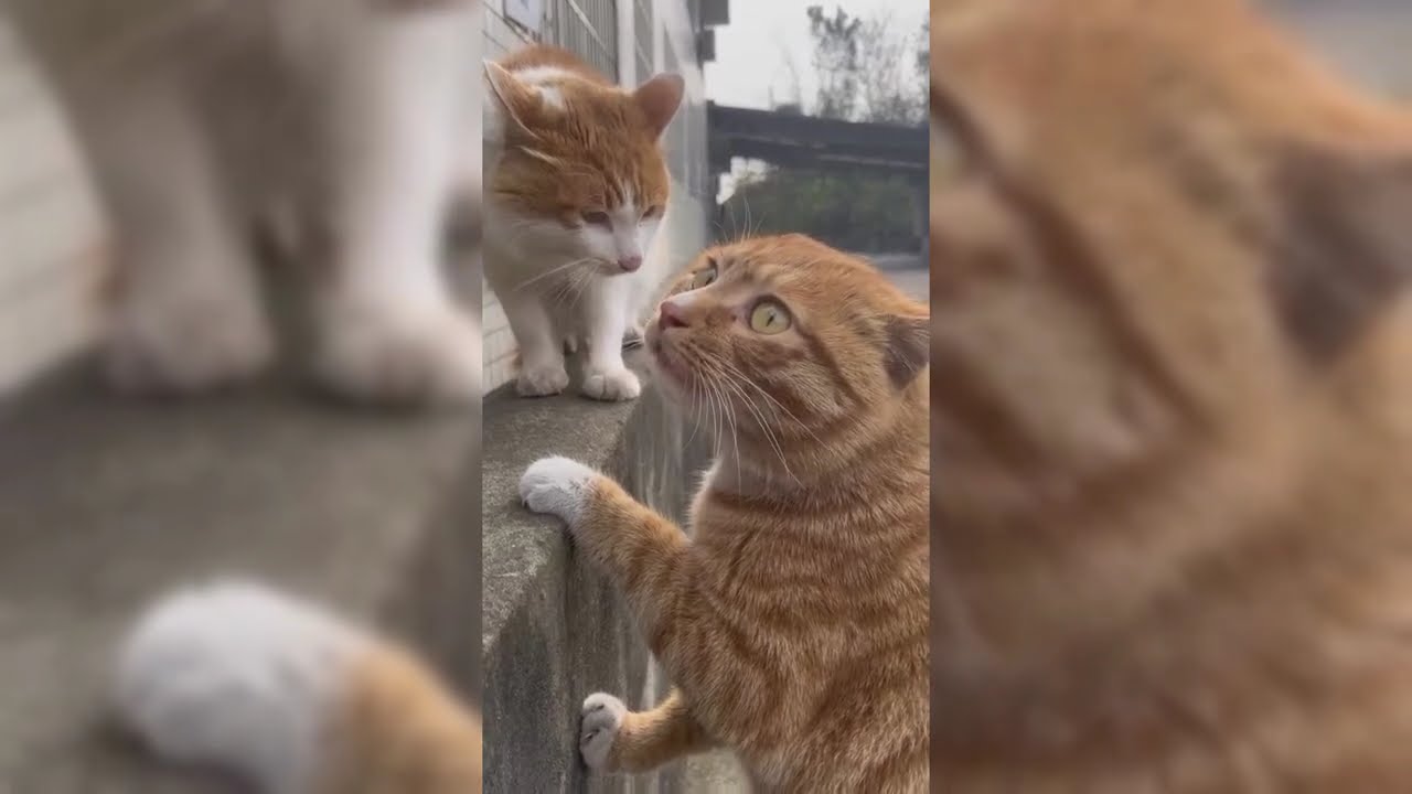 Funny movement cat cat fight and funny video 