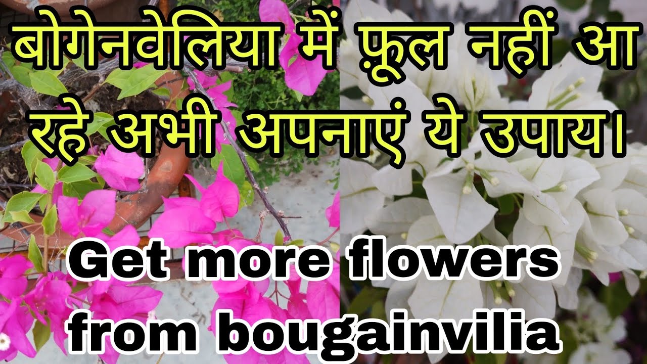 बोगेनवेलिया दिसम्बर तक फूल देगा/ paudhe mein karne wale jaroori kam/फूल अधिक देर तक रहेंगे।#garden .