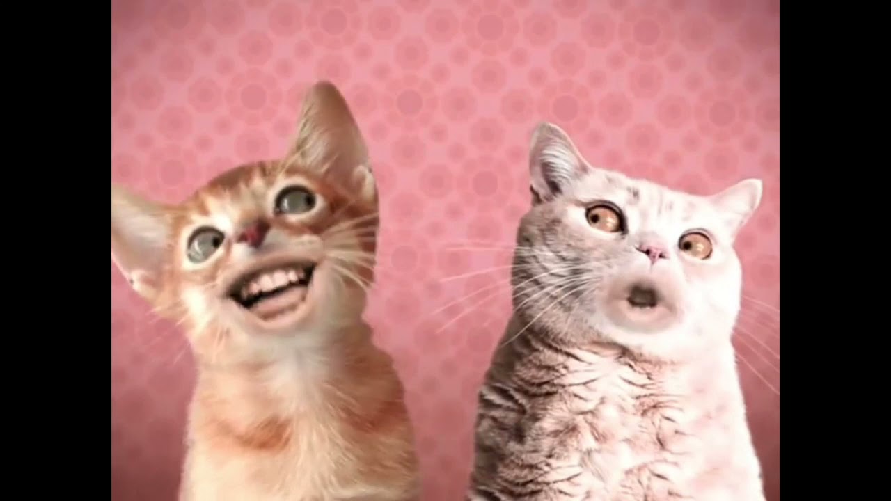 Numa Cat Super Flash