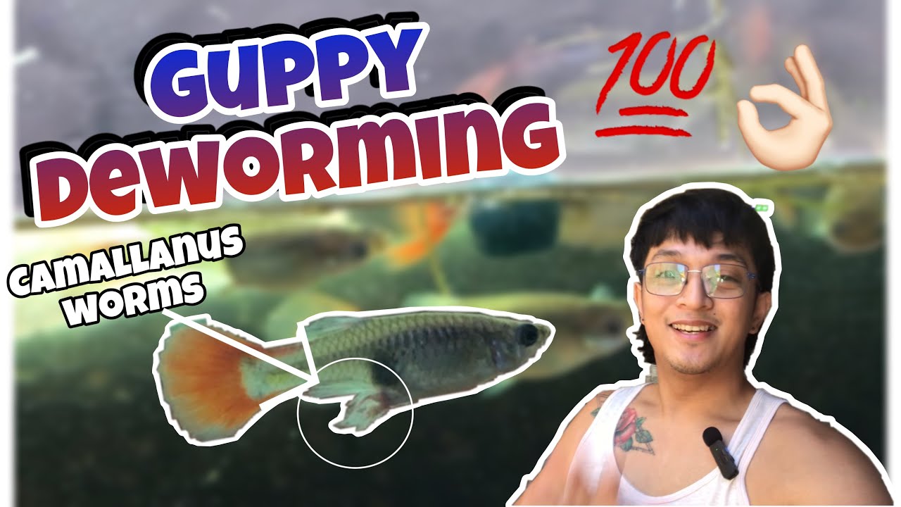 GUPPY DEWORMING /GUPPY UPDATE / CAMALLANUS WORMS TREATMENT