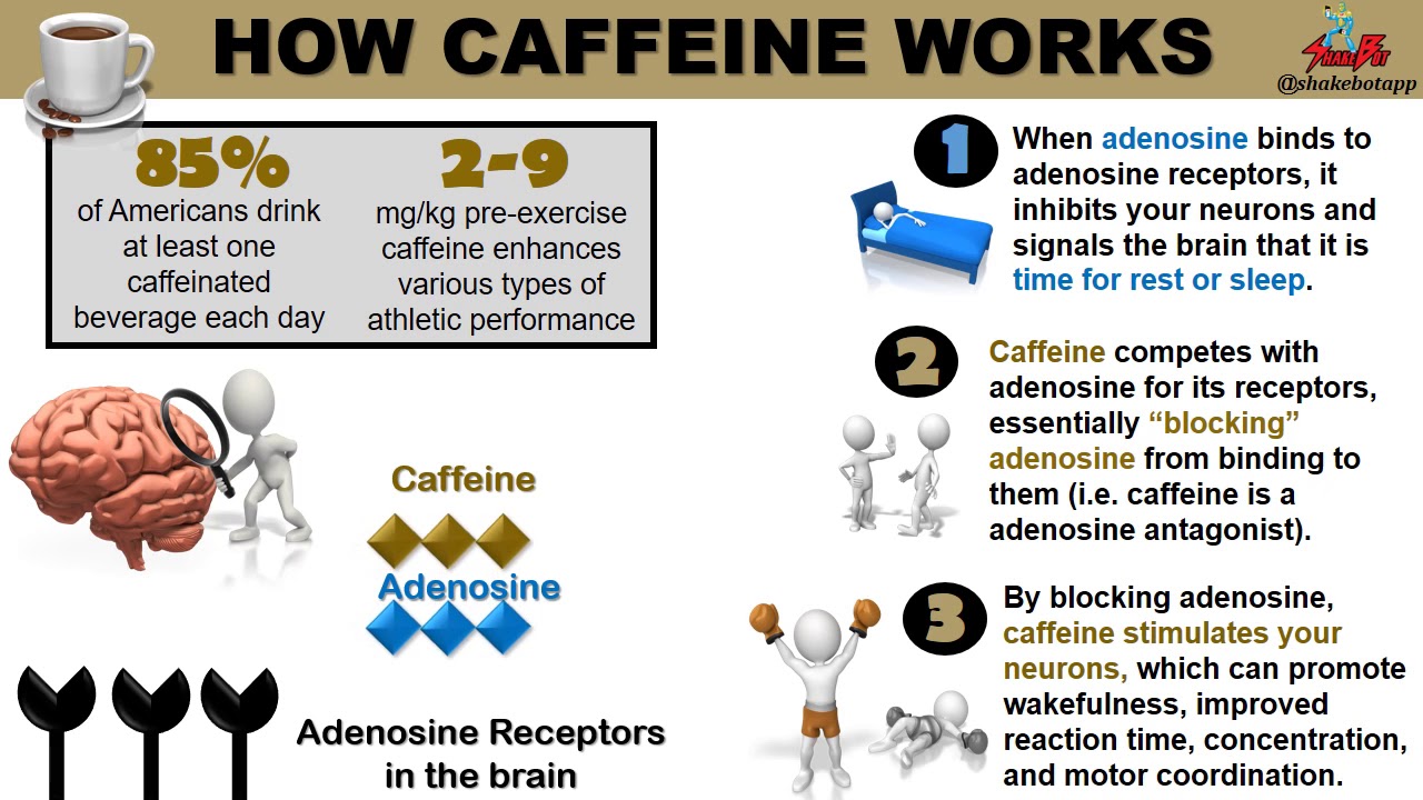 How Caffeine Works in 1 minute