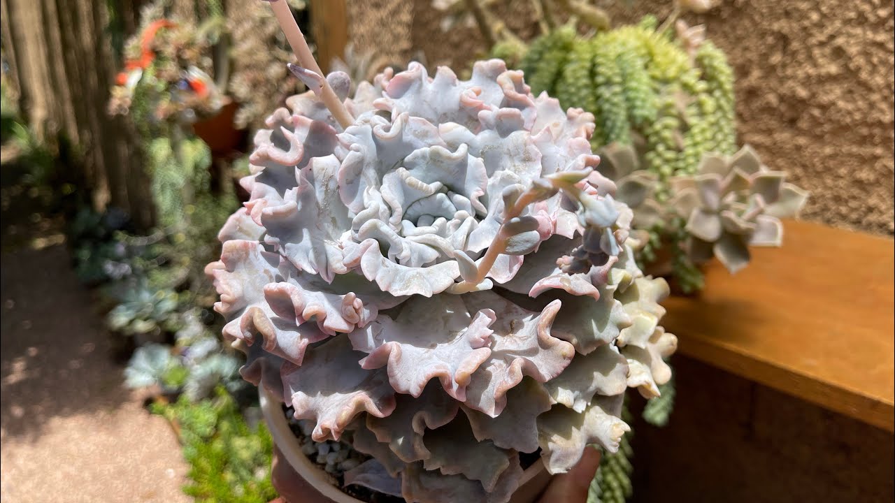 SUCULENTAS: ECHEVERIA Lilacina e crispate beauty - Cuidados que você precisa ter