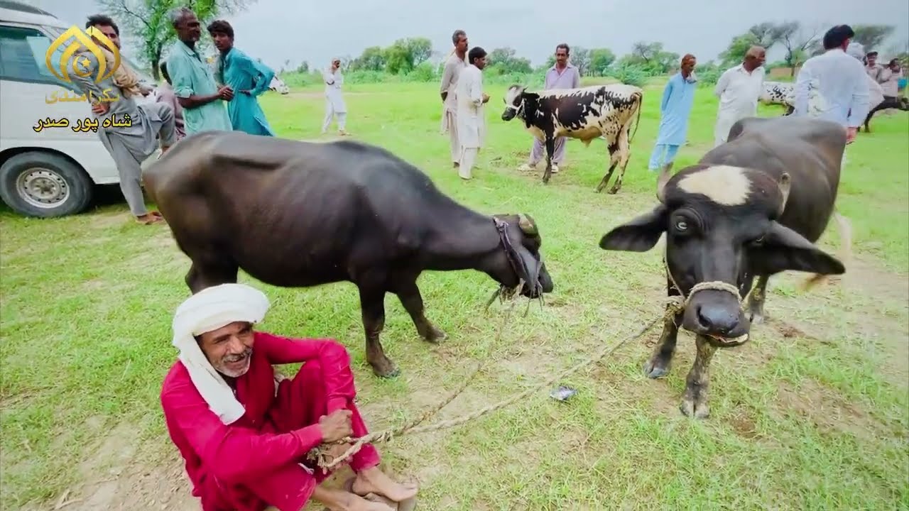Shahpur Cow Mandi | bachrey bachriya 2026 ke liye || Katte kattiya Sahiwal Cholistani wachey wachiya