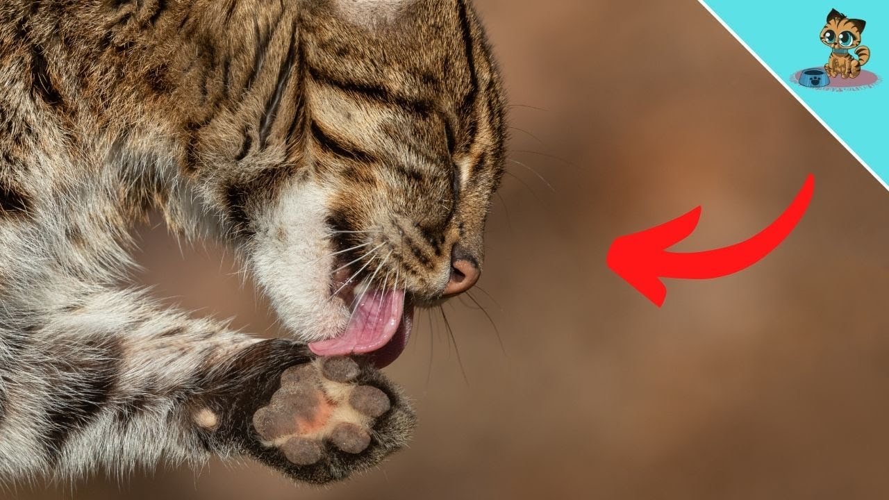 With THESE Warning Signs Your Cat Cries For HELP! (NEVER ignore)