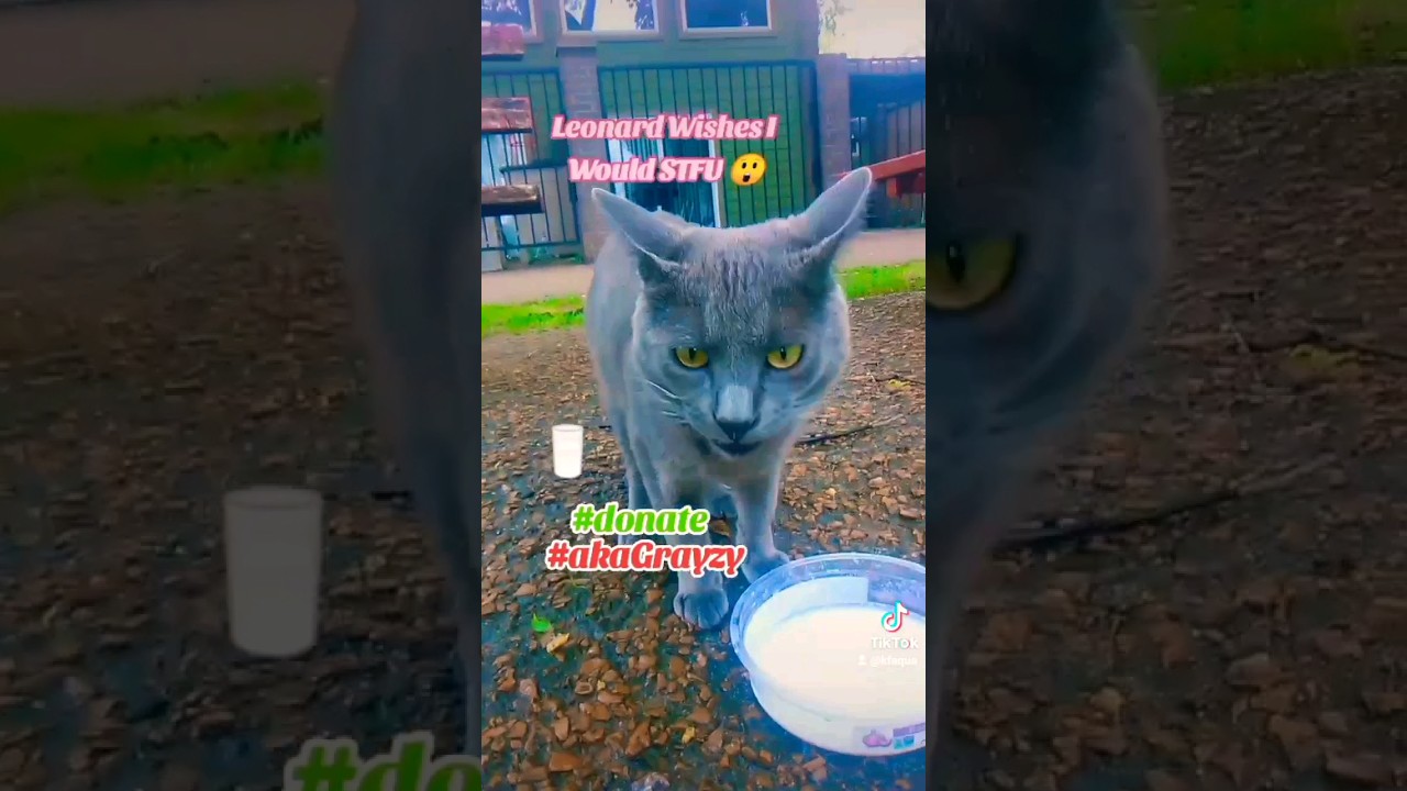 😼 Leonard Wishes I Would STFU #kitten #russianbluecat #grayzy #artpal #shop #donate