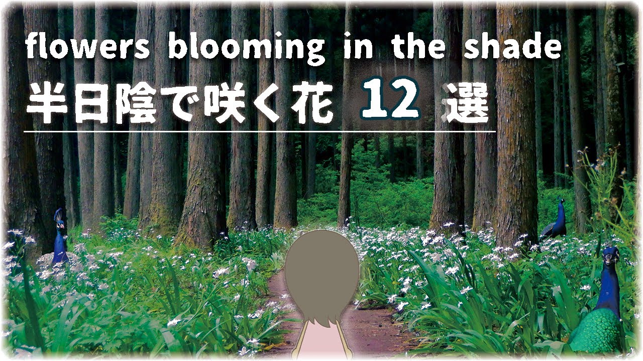 半日陰の庭でも咲く花 12種類【🔰必見！】