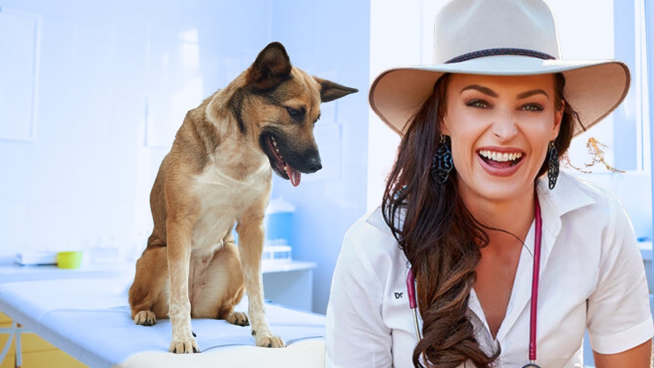 Identify poor gut health in your dog