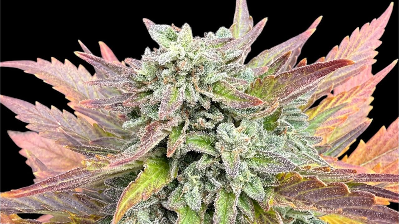Purple Chem Dog - The Cali Connection - Outdoor Seed To Harvest Review