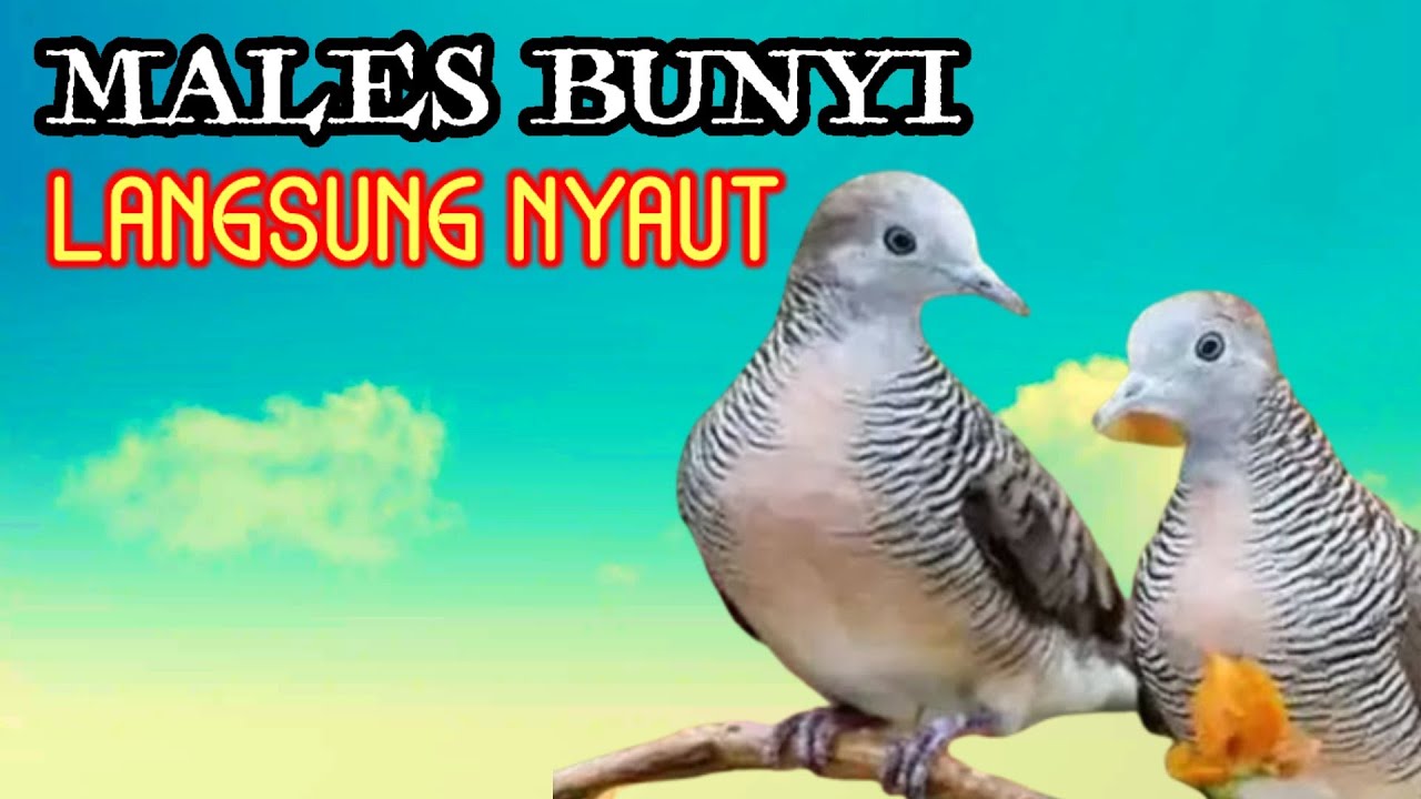 The Sound of the Turtledove Gacor is Noisy 100% Effective for Lazy Birds to Sound