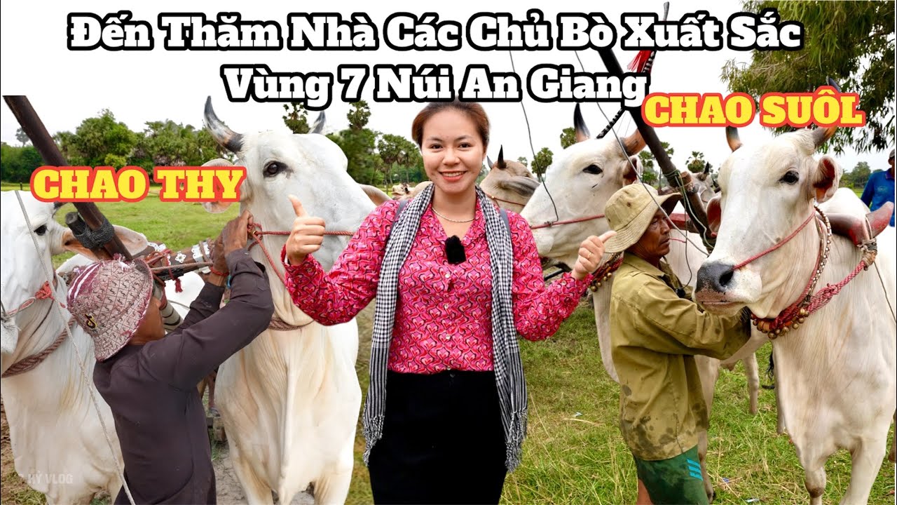 Tìm Hiểu Đua Bò KHMER : Thăm nhà chú CHAO SUÔL và A CHAO THY để  biết cách huấn luyện BÒ ĐUA ? #690