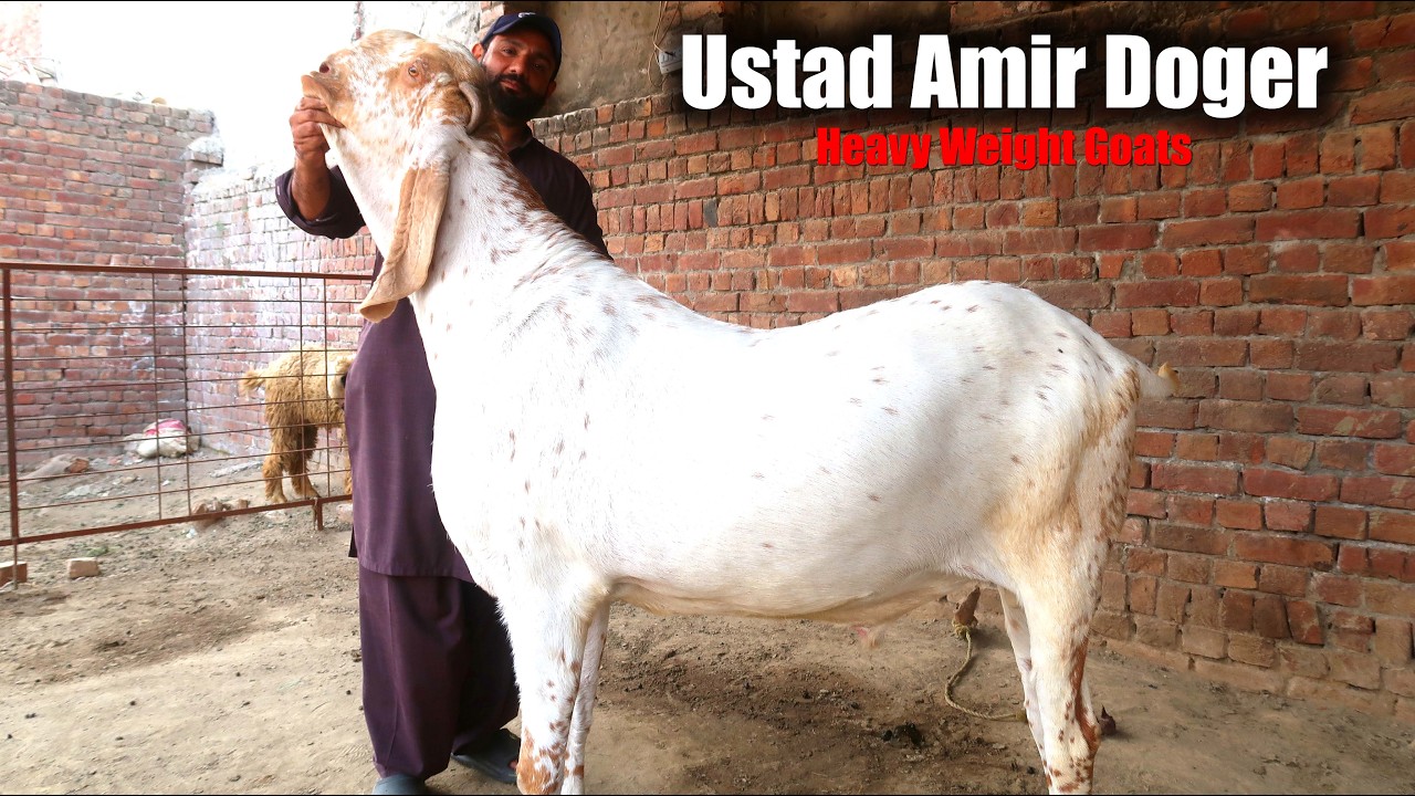 Heavy Weight Makhi Cheena & Jhangi Goats Of Amir Doger Lahore 2026