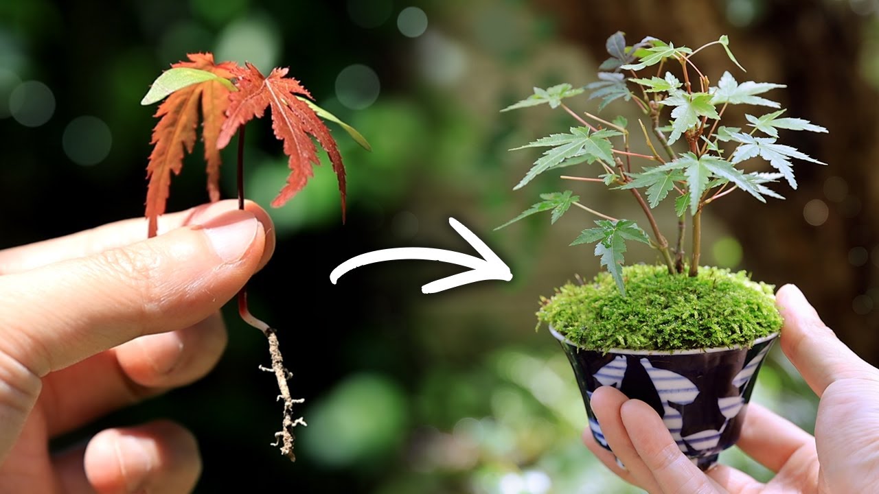 モミジの新芽採取から湯吞みミニ盆栽作り～1年の成長記録 【Bonsai diary 盆栽日記 7/17】初心者の簡単盆栽の作り方 やり方 もみじ 苔 EOS R5 DIY