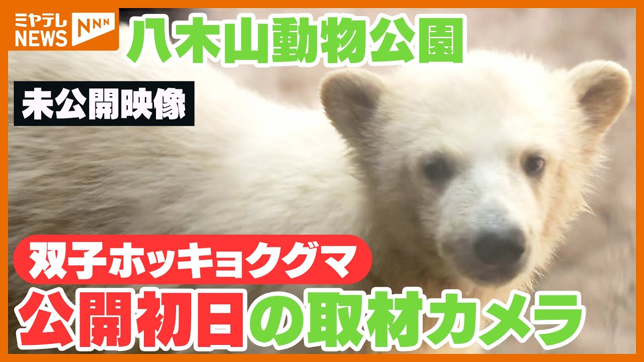 【未公開映像】公開初日の取材映像をほぼノーカットで！双子ホッキョクグマ【八木山動物公園】