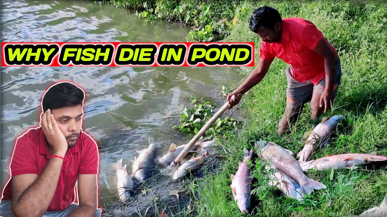 talab mein machli kyu marti hai | why fish die in pond | मछली बीमार हो जाए तो क्या करें @fishinfo