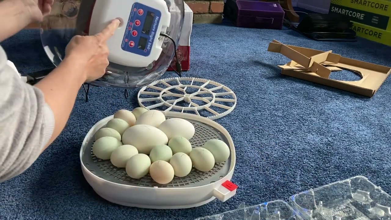 Nurture Right 360 Incubator - hatching Dutch Hookbill duck eggs