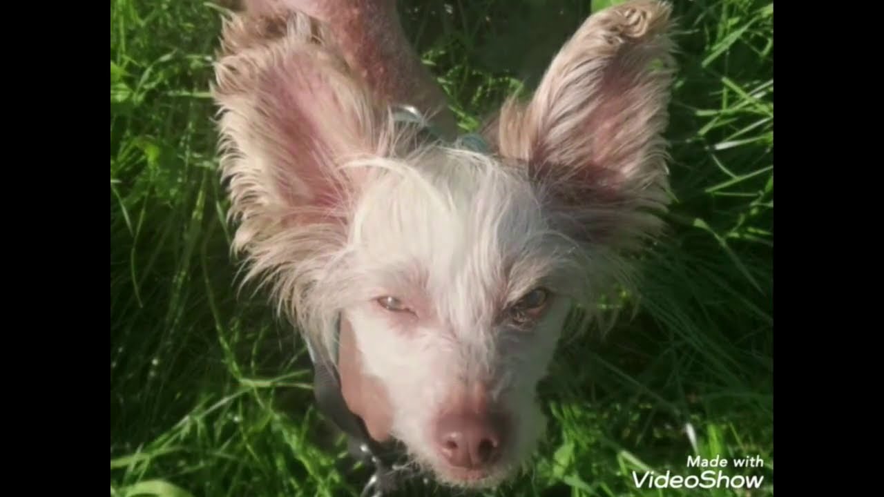 Léo le chien chinois présente ses Playlists