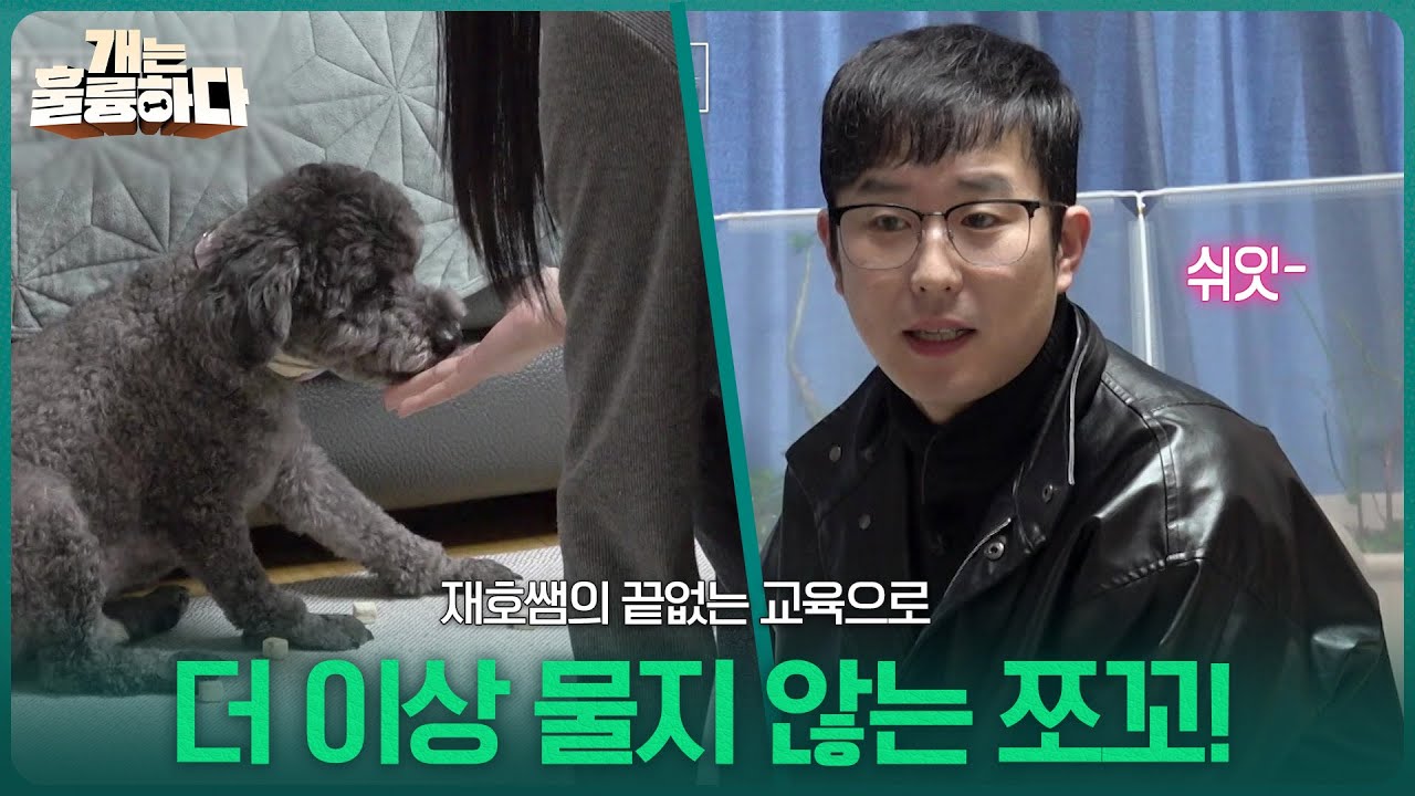 쉬잇-! 재호쌤의 교육으로 안전하게 간식 주기에 성공한 보호자!  [개는 훌륭하다] | KBS 260316 방송