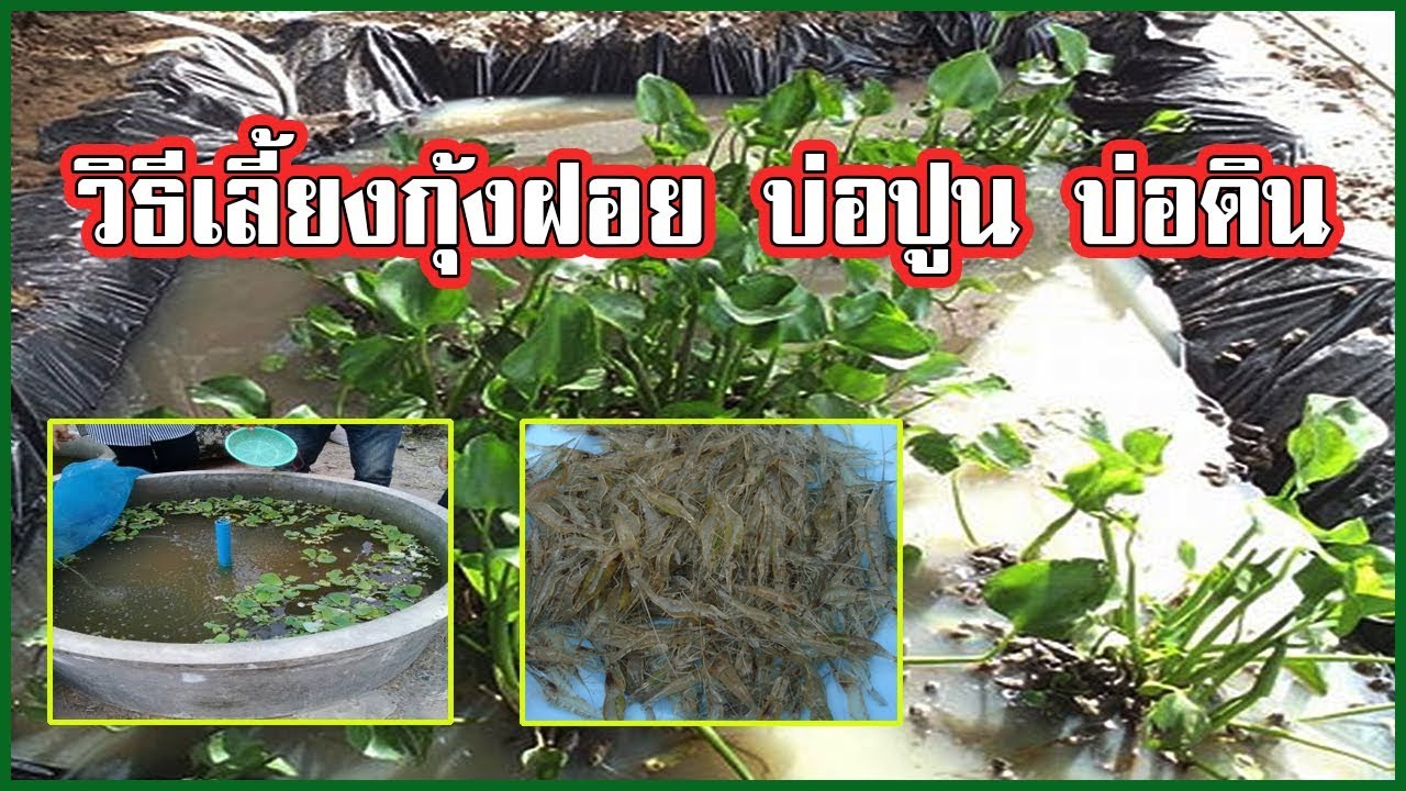 การเลี้ยงกุ้งฝอยในบ่อซีเมนต์ | และบ่อดิน แบบละเอียด |