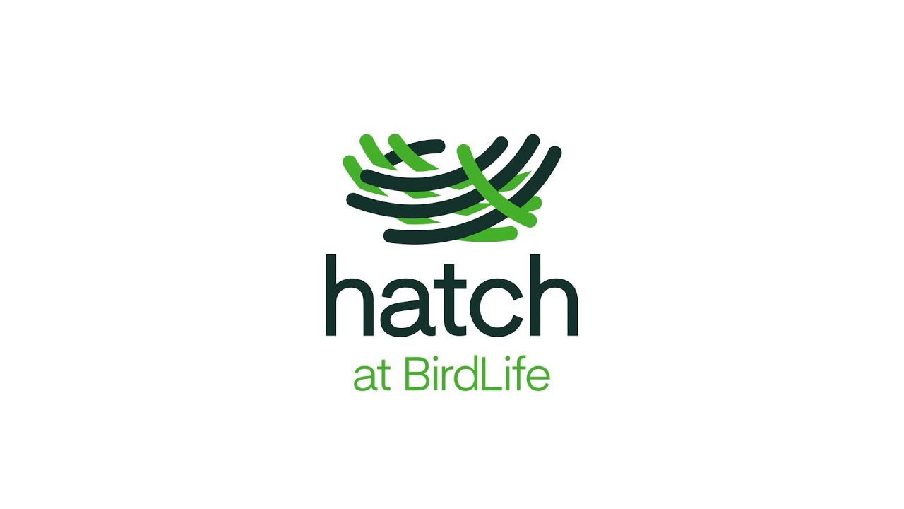 Introducing Hatch at BirdLife