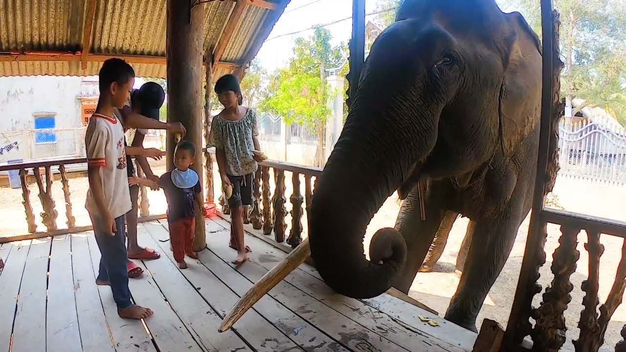 Ch&uacute; voi đặc biệt của người quản tượng: Con &uacute;t cưng nh&agrave; t&ocirc;i đ&oacute;