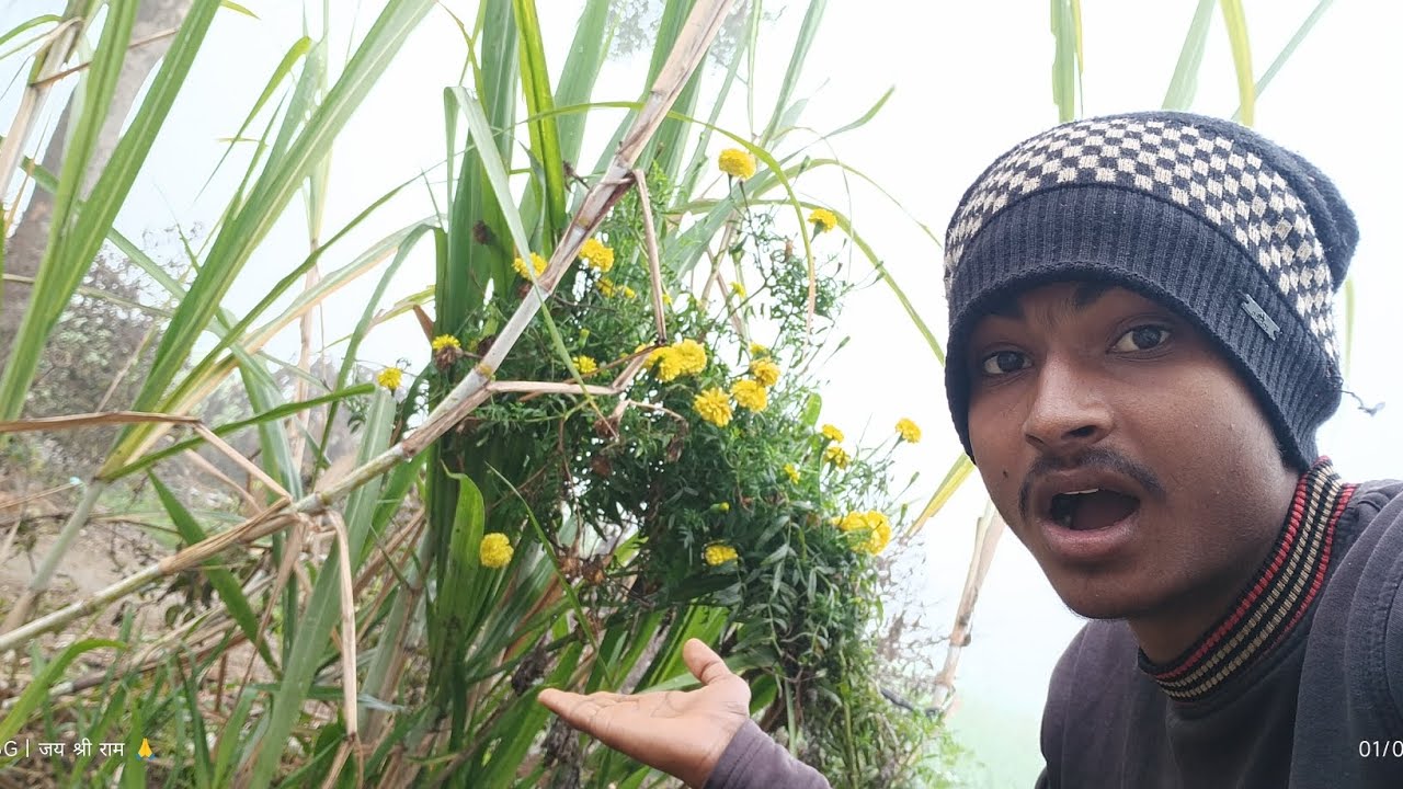 इसमें से नया पौधा निकल रहा है 😮