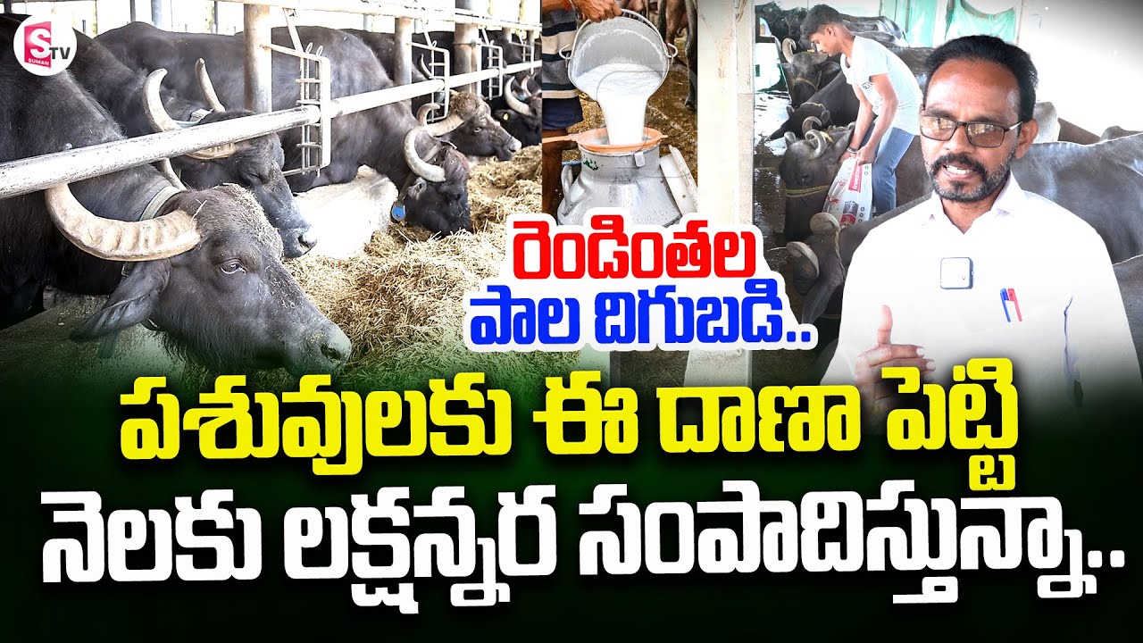 ఈ దాణతో రెండింతల పాల దిగుబడి..| Dairy Farm Bussiness | TMR Animal Feed | SumanTV