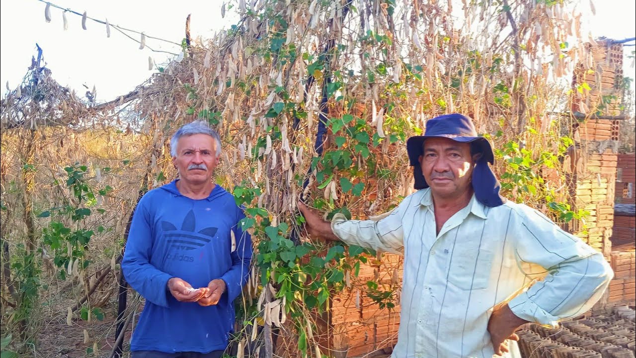 COMO FAZER SUA PLANTAÇÃO DE FAVA PRODUZIR MUITO VEJA ESSAS DICAS E OBTENHA UM INCRÍVEL RESULTADO