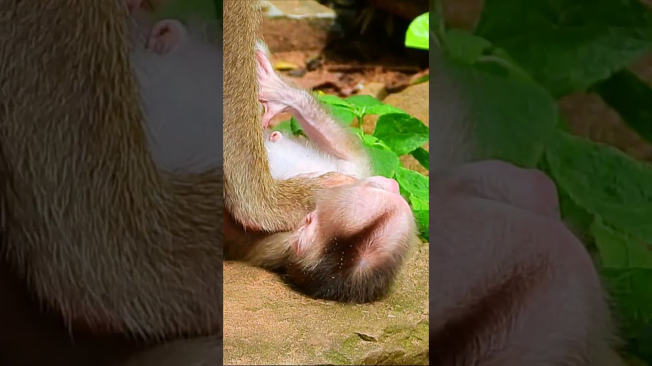 Baby monkey and Mom Libby#0091
