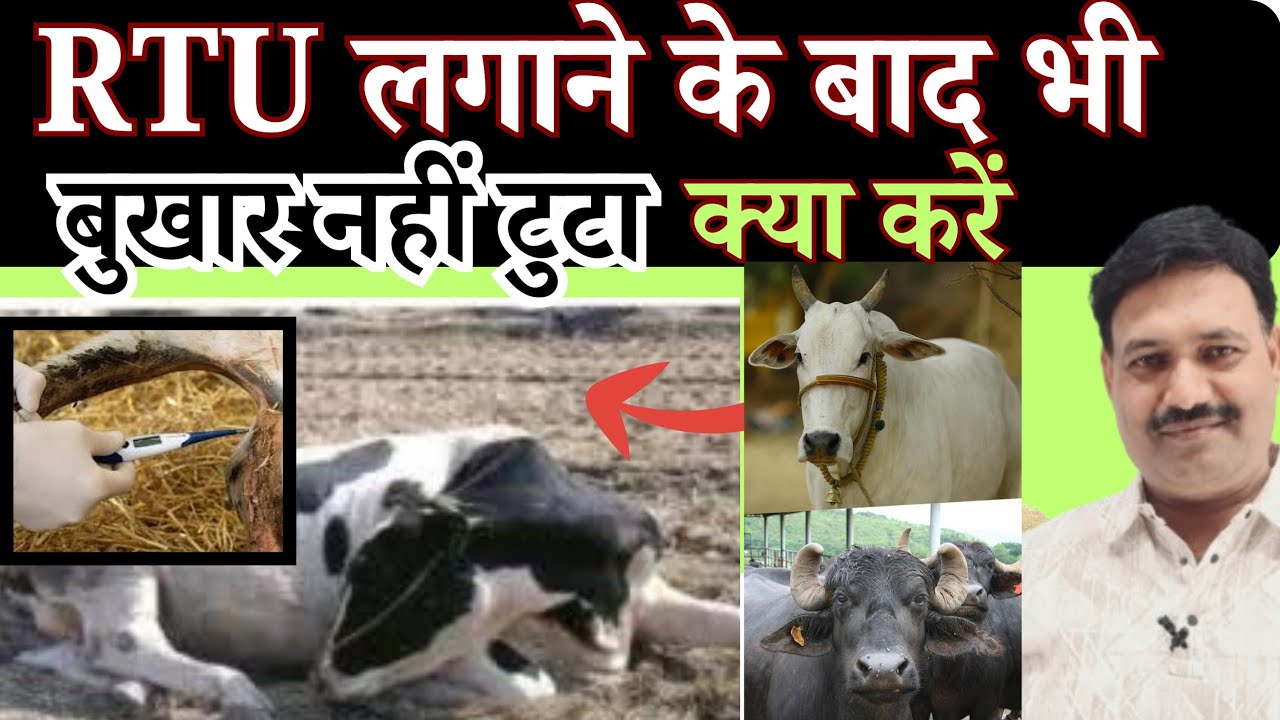 RTU लगाने के बाद भी बुखार नहीं टुटा क्या करें 👉🏻Cow Buffalo Fever Treatment