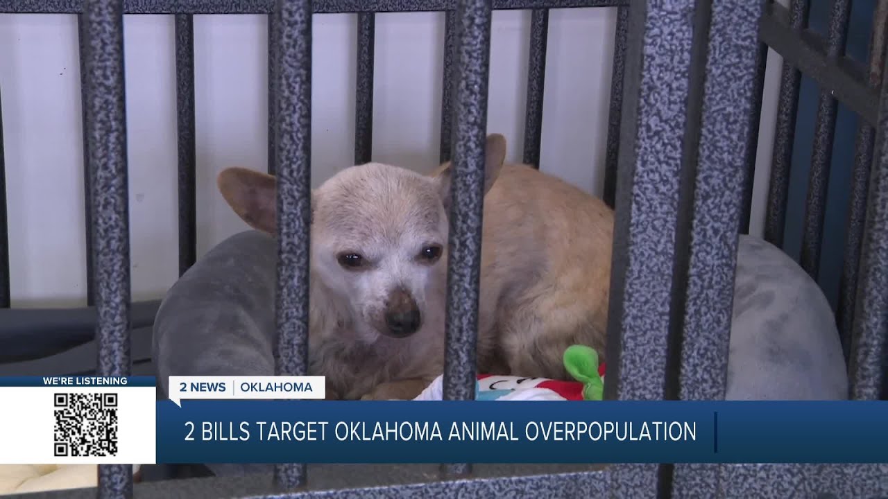 Two bills could transform Oklahoma animal shelters facing overcrowding crisis