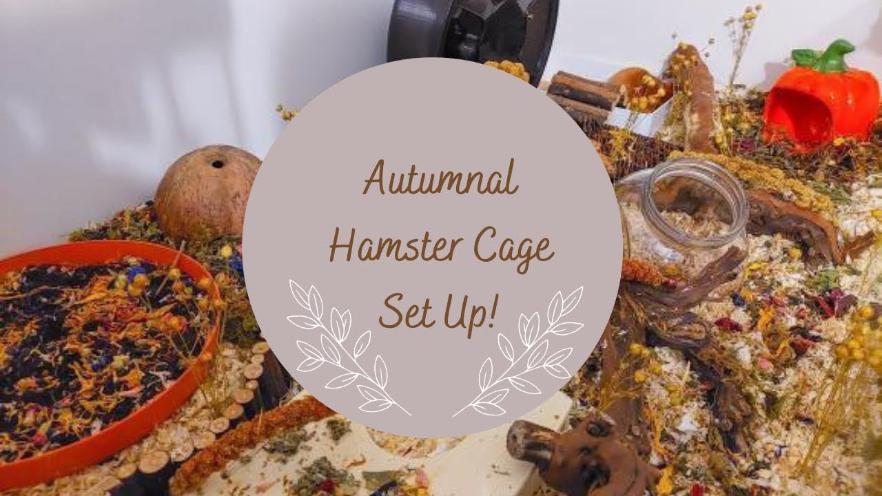 Autumnal Hamster Cage Set Up || OUR FIRST YT VIDEO