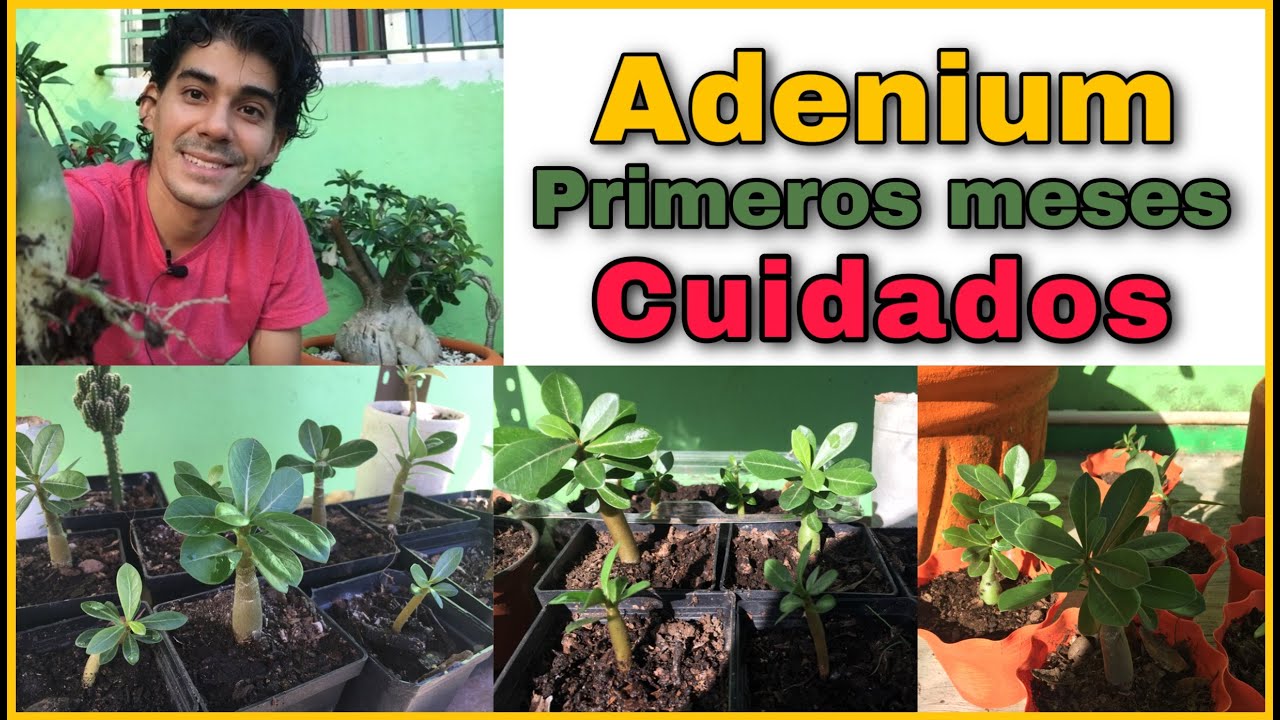 ¿Cómo cuidar mi Adenium los primeros meses?