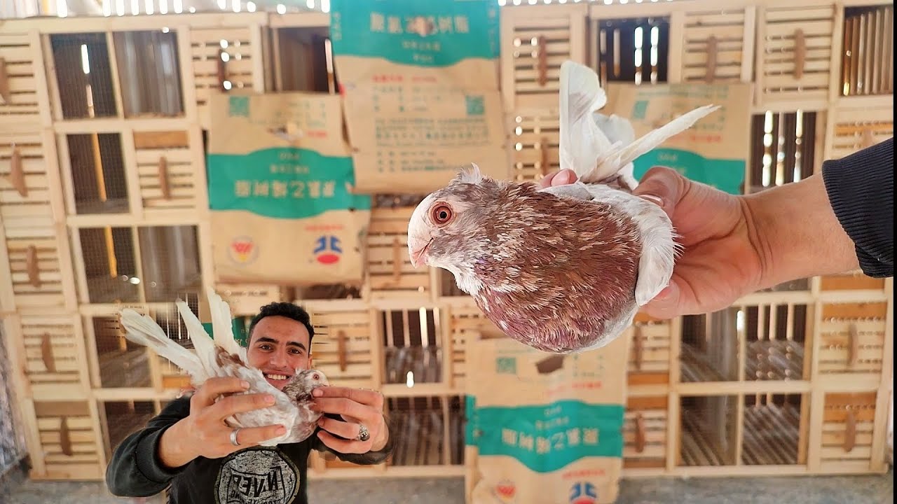 اشتريت حمام جديد 👈 شوف جبت كام جوز وانواع اي ؟!!