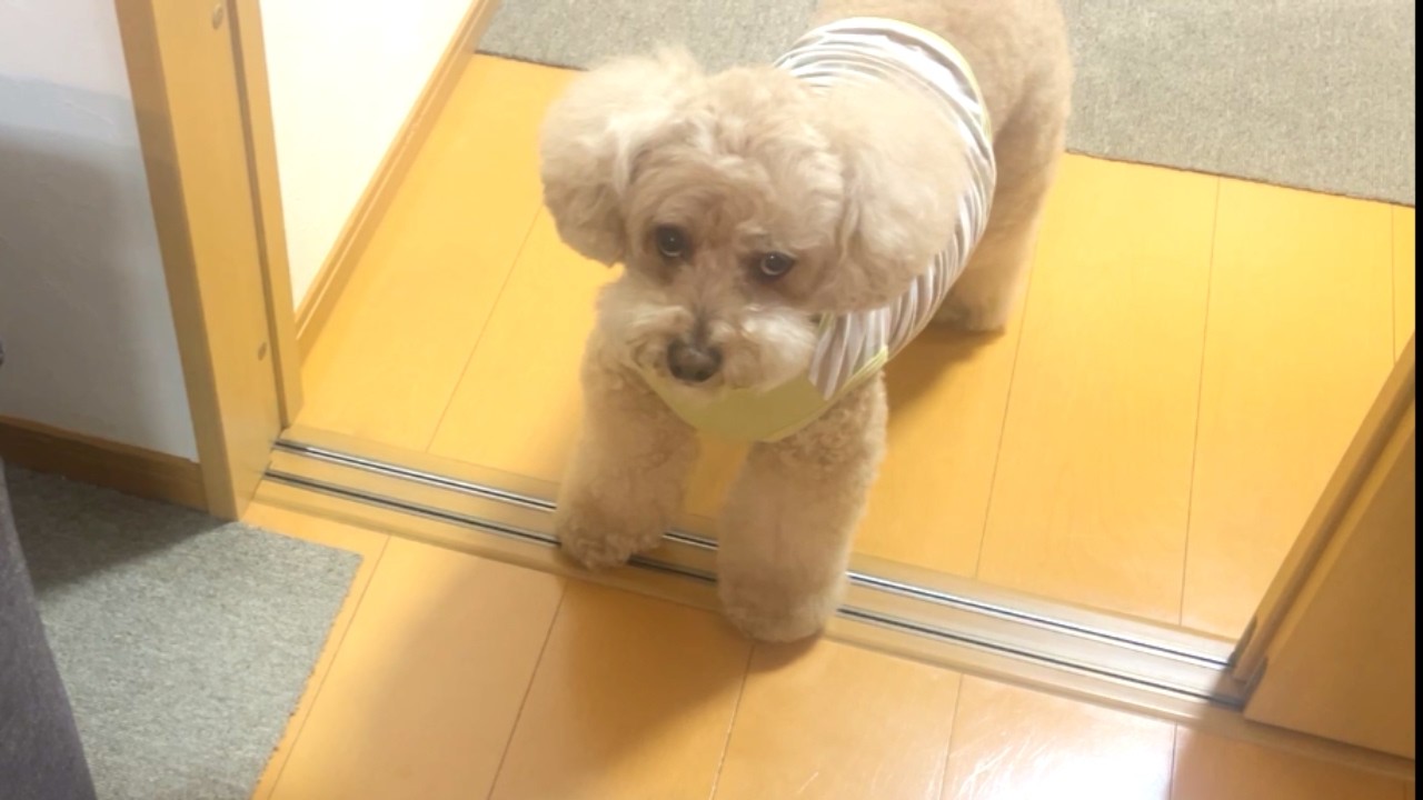 一緒に旅行に行けなくて抗議する大きいトイプードル【デカプー】【トイプードルのロアくん】【toy poodle】